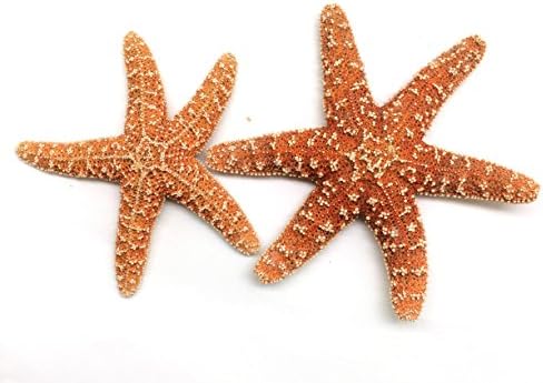 PEPPERLONELY 2pc narandžasta prirodna šećerna morska zvijezda, 4 inča ~ 5-3 / 4 inča